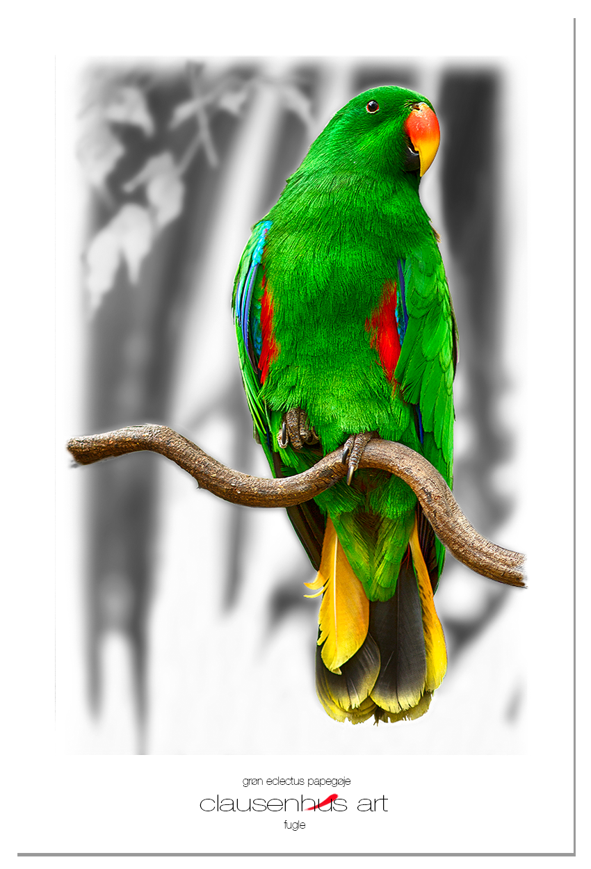 grøn eclectus papegøje.png