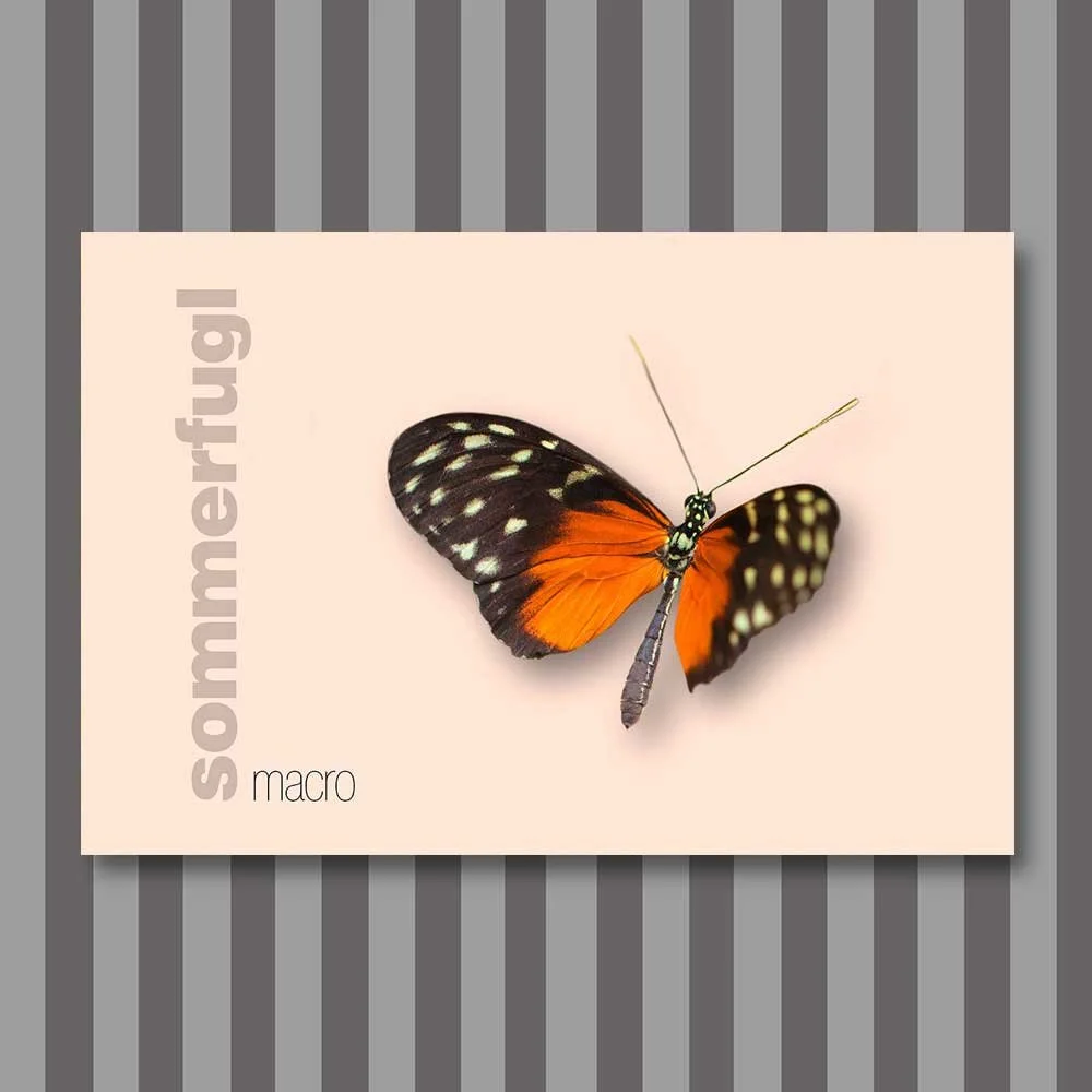 sommerfugl-4.jpg