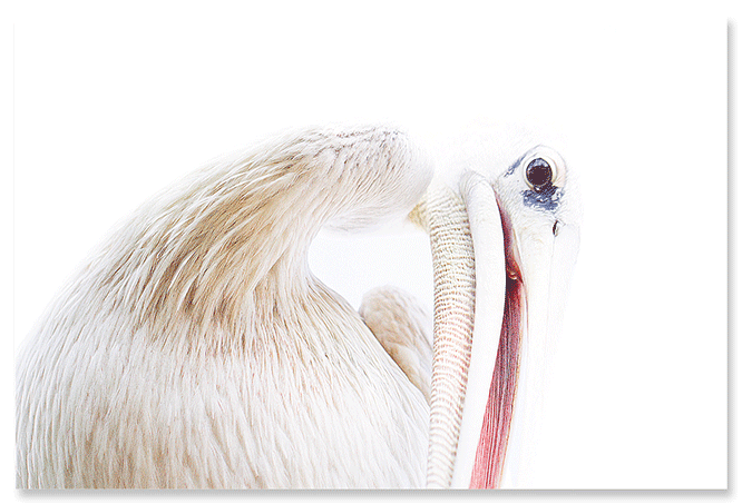 pelican-interpretation.png