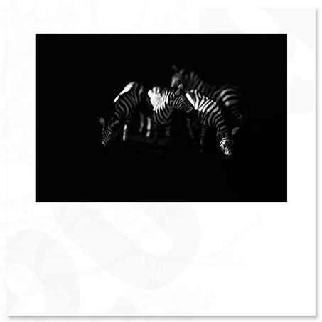 together-in-the-night.png