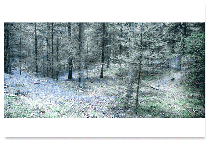 spruce-forest.png