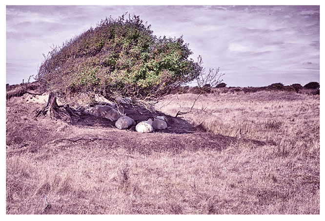 west-coast-interpretation-2.png