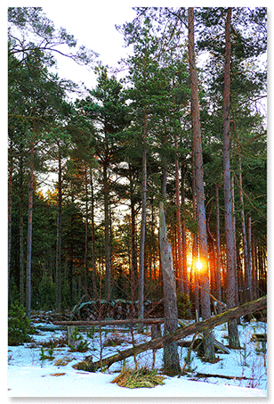 morning-winter-sun.png