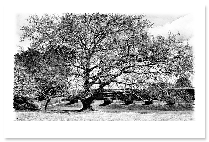 the-mighty-oak.png