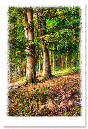 under-the-trees.png