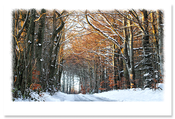 winter-forest.png