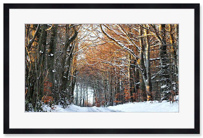 winter-forest.png