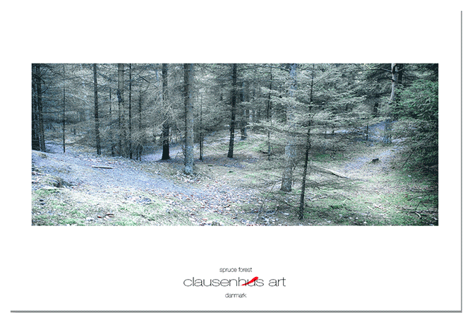 spruce-forest.png