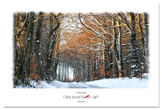 winter-forest.png