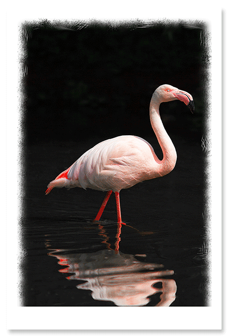 flamingo-nothing-else-to-say.png