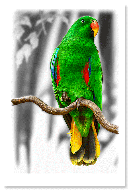 grøn-eclectus-papegøje.png