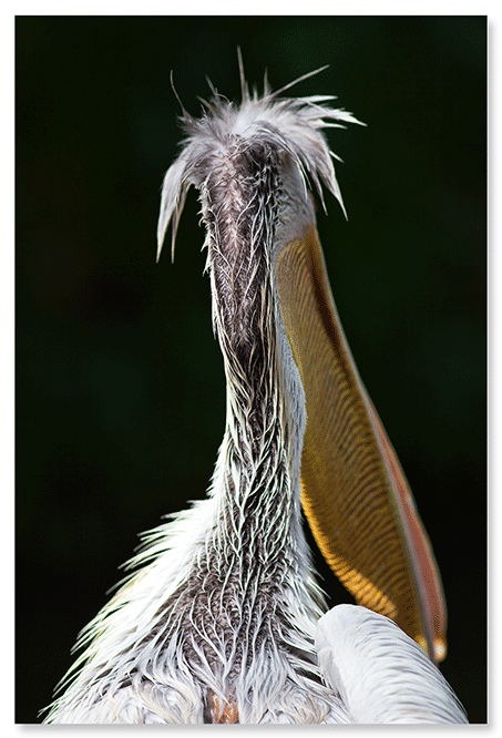 pelikan-studier-2.png
