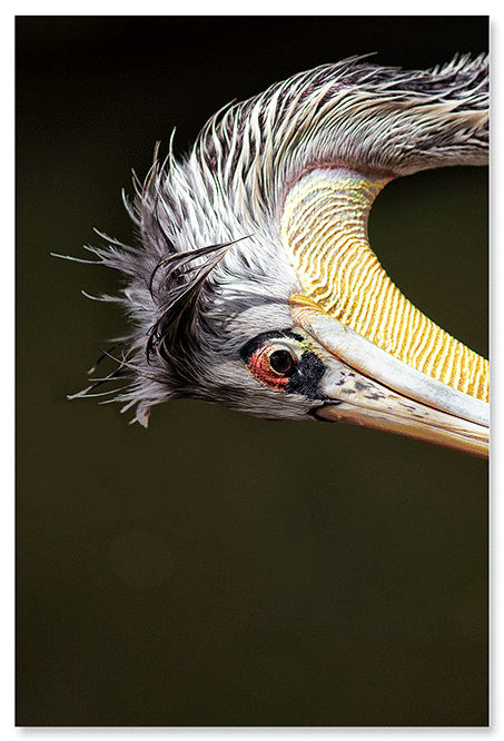 pelikan-studier-3.png