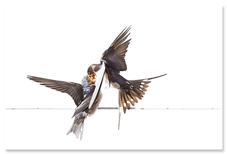 føde-ballet.png
