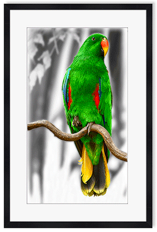 grøn-eclectus-papegøje.png