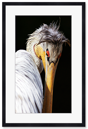 pelikan-studier-1.png
