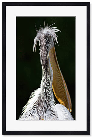 pelikan-studier-2.png