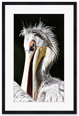 pelikan-studier-4.png