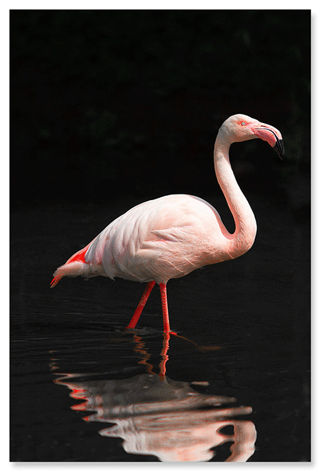 flamingo-nothing-else-to-say.png