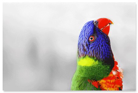 beak-up.png