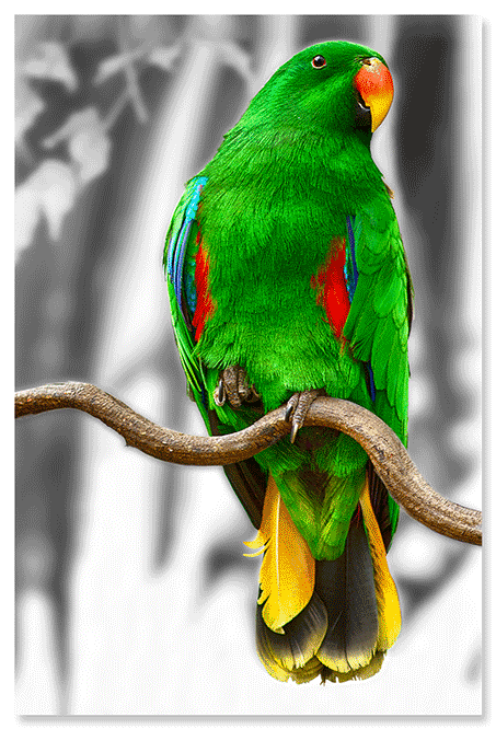 green-eclectus-parrot.png