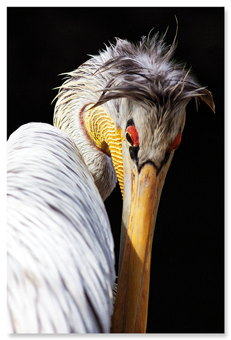 pelican-studies-1.png