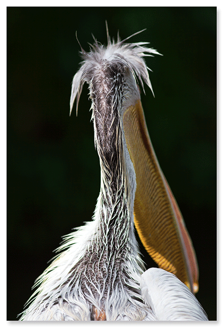 pelican-studies-2.png