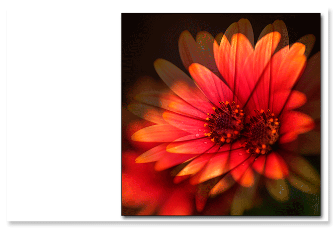 flower-impressions-2.png