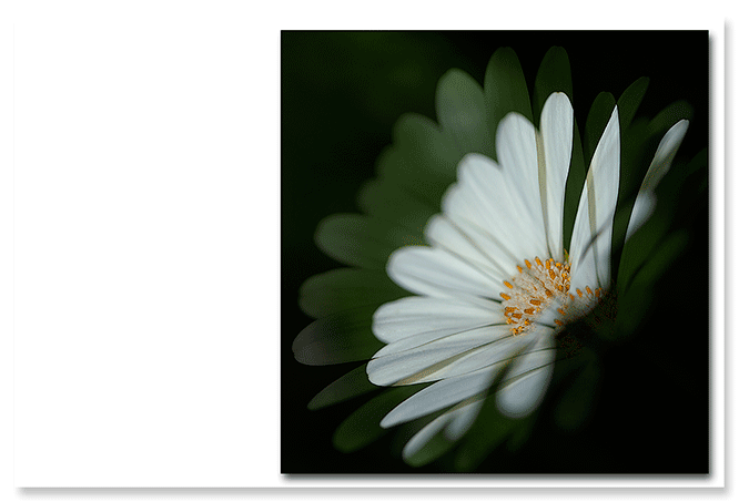 flower-impressions-3.png