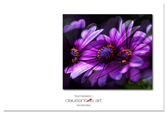 flower-impressions-1.png