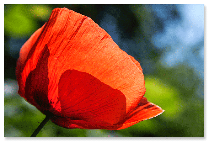 red-transparent.png