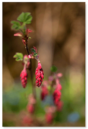 wild-garden.png