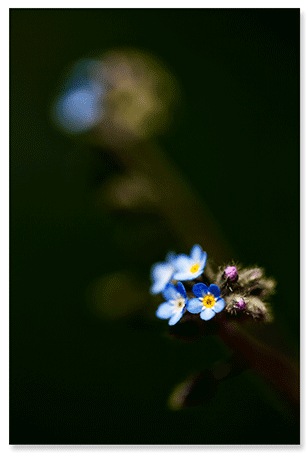 a-small-beauty.png
