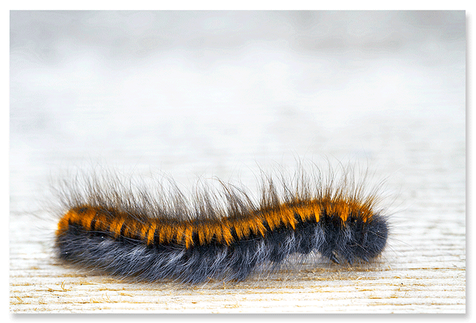 fox-moth-caterpillar.png