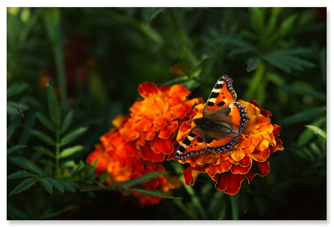 garden-life.png