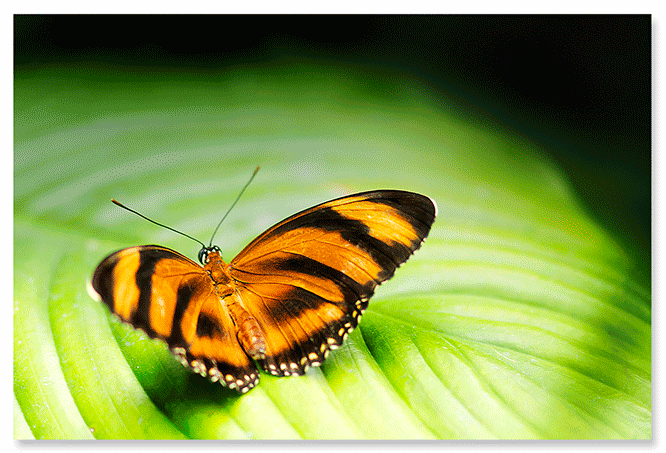 golden-butterfly-on-green-leave.png