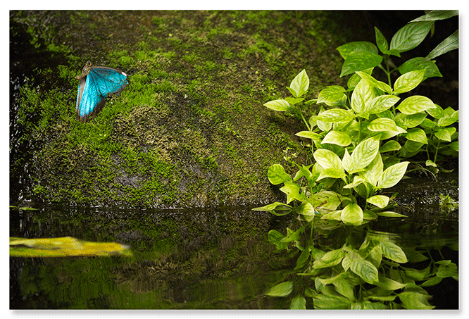 over-the-pond.png