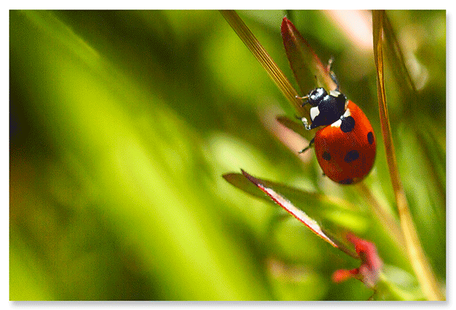 scary-said-the-aphid.png