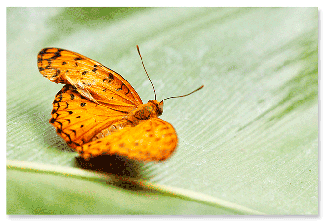 the-great-spangled-fritillary.png