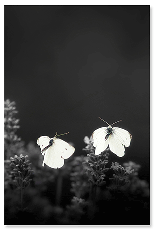 white-dancers.png