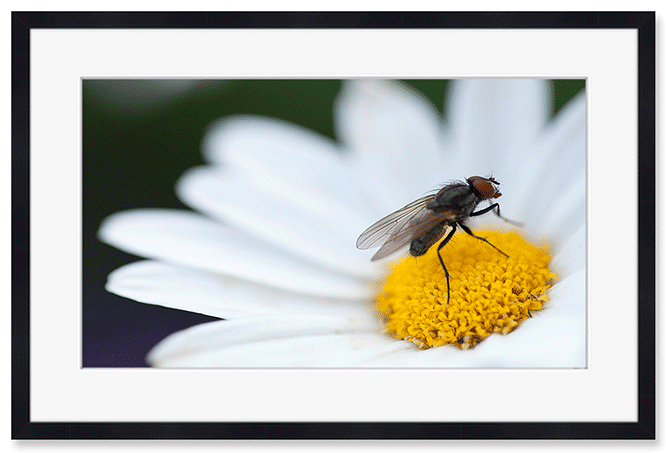 flower-visit.png