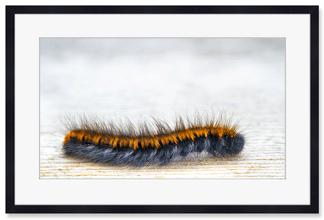 fox-moth-caterpillar.png