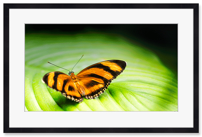 golden-butterfly-on-green-leave.png
