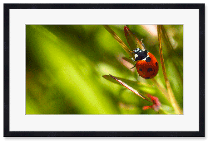 scary-said-the-aphid.png