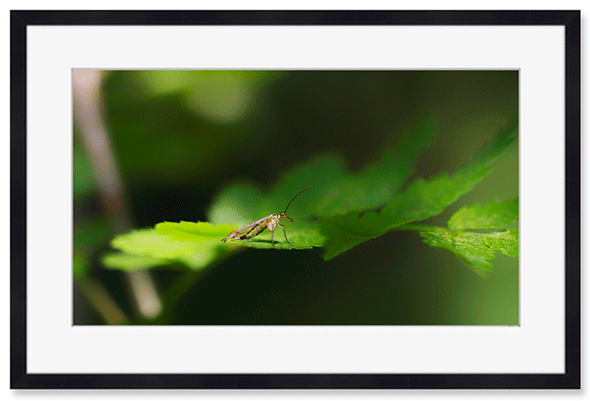 scorpion-fly.png