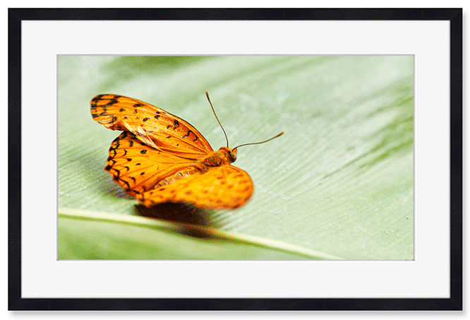 the-great-spangled-fritillary.png