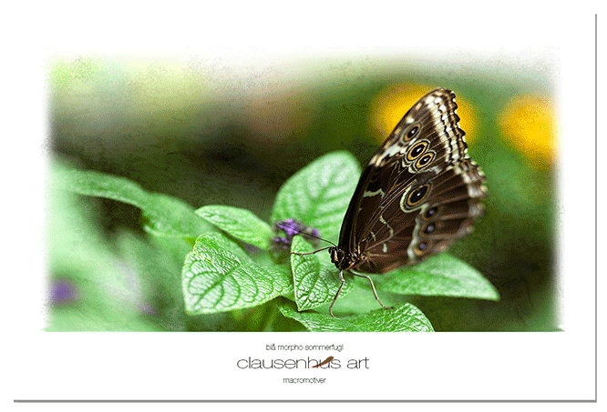 blå-morpho-sommerfugl.png