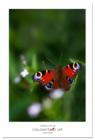 a-peacock-in-the-wild.png