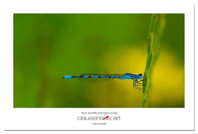 azure-damselfly-(coenagrion-puella).png