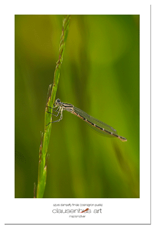 azure-damselfly-fimale-(coenagrion-puella).png